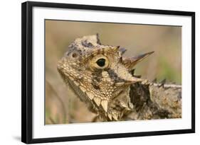 Texas Horned Lizard-null-Framed Photographic Print