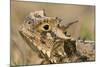 Texas Horned Lizard-null-Mounted Photographic Print