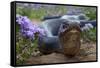 Texas Indigo Snake (Drymarchon Melanurus Erebennus) Close Up Amongst Vervain (Glandularia Sp-Claudio Contreras-Framed Stretched Canvas