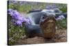 Texas Indigo Snake (Drymarchon Melanurus Erebennus) Close Up Amongst Vervain (Glandularia Sp-Claudio Contreras-Stretched Canvas