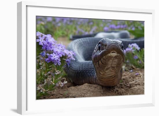 Texas Indigo Snake (Drymarchon Melanurus Erebennus) Close Up Amongst Vervain (Glandularia Sp-Claudio Contreras-Framed Photographic Print