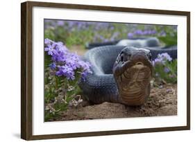 Texas Indigo Snake (Drymarchon Melanurus Erebennus) Close Up Amongst Vervain (Glandularia Sp-Claudio Contreras-Framed Photographic Print