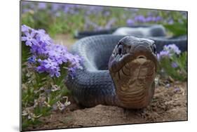 Texas Indigo Snake (Drymarchon Melanurus Erebennus) Close Up Amongst Vervain (Glandularia Sp-Claudio Contreras-Mounted Photographic Print