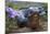 Texas Indigo Snake (Drymarchon Melanurus Erebennus) Close Up Amongst Vervain (Glandularia Sp-Claudio Contreras-Mounted Photographic Print