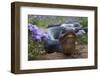 Texas Indigo Snake (Drymarchon Melanurus Erebennus) Close Up Amongst Vervain (Glandularia Sp-Claudio Contreras-Framed Premium Photographic Print