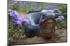 Texas Indigo Snake (Drymarchon Melanurus Erebennus) Close Up Amongst Vervain (Glandularia Sp-Claudio Contreras-Mounted Premium Photographic Print