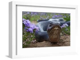 Texas Indigo Snake (Drymarchon Melanurus Erebennus) Close Up Amongst Vervain (Glandularia Sp-Claudio Contreras-Framed Photographic Print