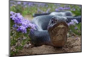 Texas Indigo Snake (Drymarchon Melanurus Erebennus) Close Up Amongst Vervain (Glandularia Sp-Claudio Contreras-Mounted Photographic Print