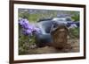 Texas Indigo Snake (Drymarchon Melanurus Erebennus) Close Up Amongst Vervain (Glandularia Sp-Claudio Contreras-Framed Photographic Print