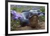 Texas Indigo Snake (Drymarchon Melanurus Erebennus) Close Up Amongst Vervain (Glandularia Sp-Claudio Contreras-Framed Photographic Print