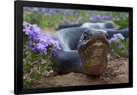 Texas Indigo Snake (Drymarchon Melanurus Erebennus) Close Up Amongst Vervain (Glandularia Sp-Claudio Contreras-Framed Photographic Print