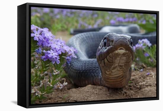 Texas Indigo Snake (Drymarchon Melanurus Erebennus) Close Up Amongst Vervain (Glandularia Sp-Claudio Contreras-Framed Stretched Canvas