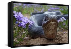 Texas Indigo Snake (Drymarchon Melanurus Erebennus) Close Up Amongst Vervain (Glandularia Sp-Claudio Contreras-Framed Stretched Canvas