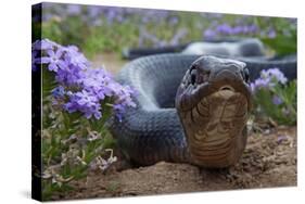 Texas Indigo Snake (Drymarchon Melanurus Erebennus) Close Up Amongst Vervain (Glandularia Sp-Claudio Contreras-Stretched Canvas