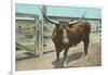 Texas Long Horn Steer-null-Framed Art Print