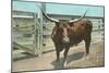 Texas Long Horn Steer-null-Mounted Art Print