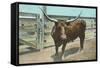 Texas Long Horn Steer-null-Framed Stretched Canvas