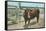 Texas Long Horn Steer-null-Framed Stretched Canvas