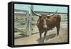 Texas Long Horn Steer-null-Framed Stretched Canvas