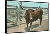 Texas Long Horn Steer-null-Framed Stretched Canvas