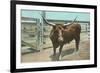 Texas Long Horn Steer-null-Framed Premium Giclee Print