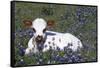 Texas Longhorn Calf in Bluebonnets (Lupine Sp.), Texas Hill Country, Burnet, Texas-Lynn M^ Stone-Framed Stretched Canvas