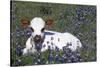 Texas Longhorn Calf in Bluebonnets (Lupine Sp.), Texas Hill Country, Burnet, Texas-Lynn M^ Stone-Stretched Canvas