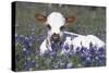 Texas Longhorn Calf in Bluebonnets (Lupine Sp.), Texas Hill Country, Burnet, Texas-Lynn M^ Stone-Stretched Canvas