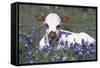 Texas Longhorn Calf in Bluebonnets (Lupine Sp.), Texas Hill Country, Burnet, Texas-Lynn M^ Stone-Framed Stretched Canvas