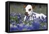 Texas Longhorn Calf in Bluebonnets (Lupine Sp.), Texas Hill Country, Burnet, Texas-Lynn M^ Stone-Framed Stretched Canvas