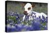 Texas Longhorn Calf in Bluebonnets (Lupine Sp.), Texas Hill Country, Burnet, Texas-Lynn M^ Stone-Stretched Canvas