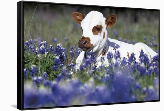 Texas Longhorn Calf in Bluebonnets (Lupine Sp.), Texas Hill Country, Burnet, Texas-Lynn M^ Stone-Framed Stretched Canvas