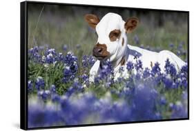 Texas Longhorn Calf in Bluebonnets (Lupine Sp.), Texas Hill Country, Burnet, Texas-Lynn M^ Stone-Framed Stretched Canvas