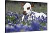 Texas Longhorn Calf in Bluebonnets (Lupine Sp.), Texas Hill Country, Burnet, Texas-Lynn M^ Stone-Stretched Canvas