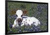 Texas Longhorn Calf in Bluebonnets (Lupine Sp.), Texas Hill Country, Burnet, Texas-Lynn M^ Stone-Framed Photographic Print