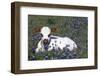 Texas Longhorn Calf in Bluebonnets (Lupine Sp.), Texas Hill Country, Burnet, Texas-Lynn M^ Stone-Framed Photographic Print