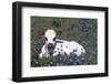 Texas Longhorn Calf in Bluebonnets (Lupine Sp.), Texas Hill Country, Burnet, Texas-Lynn M^ Stone-Framed Photographic Print