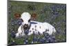 Texas Longhorn Calf in Bluebonnets (Lupine Sp.), Texas Hill Country, Burnet, Texas-Lynn M^ Stone-Mounted Photographic Print