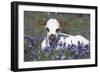 Texas Longhorn Calf in Bluebonnets (Lupine Sp.), Texas Hill Country, Burnet, Texas-Lynn M^ Stone-Framed Photographic Print