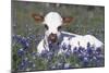 Texas Longhorn Calf in Bluebonnets (Lupine Sp.), Texas Hill Country, Burnet, Texas-Lynn M^ Stone-Mounted Photographic Print