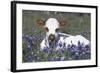 Texas Longhorn Calf in Bluebonnets (Lupine Sp.), Texas Hill Country, Burnet, Texas-Lynn M^ Stone-Framed Photographic Print