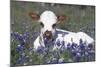 Texas Longhorn Calf in Bluebonnets (Lupine Sp.), Texas Hill Country, Burnet, Texas-Lynn M^ Stone-Mounted Photographic Print
