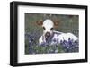 Texas Longhorn Calf in Bluebonnets (Lupine Sp.), Texas Hill Country, Burnet, Texas-Lynn M^ Stone-Framed Photographic Print