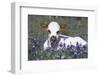 Texas Longhorn Calf in Bluebonnets (Lupine Sp.), Texas Hill Country, Burnet, Texas-Lynn M^ Stone-Framed Photographic Print