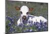 Texas Longhorn Calf in Bluebonnets (Lupine Sp.), Texas Hill Country, Burnet, Texas-Lynn M^ Stone-Mounted Photographic Print