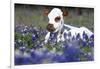 Texas Longhorn Calf in Bluebonnets (Lupine Sp.), Texas Hill Country, Burnet, Texas-Lynn M^ Stone-Framed Photographic Print