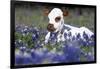 Texas Longhorn Calf in Bluebonnets (Lupine Sp.), Texas Hill Country, Burnet, Texas-Lynn M^ Stone-Framed Photographic Print