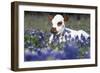 Texas Longhorn Calf in Bluebonnets (Lupine Sp.), Texas Hill Country, Burnet, Texas-Lynn M^ Stone-Framed Photographic Print