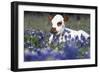 Texas Longhorn Calf in Bluebonnets (Lupine Sp.), Texas Hill Country, Burnet, Texas-Lynn M^ Stone-Framed Photographic Print