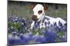 Texas Longhorn Calf in Bluebonnets (Lupine Sp.), Texas Hill Country, Burnet, Texas-Lynn M^ Stone-Mounted Photographic Print